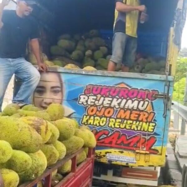 Buah Nangka Sayur